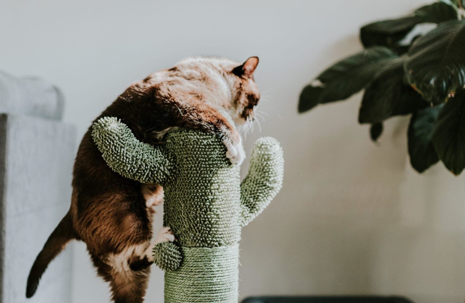 Vertical Space and Scratching Posts Lynxd Hub